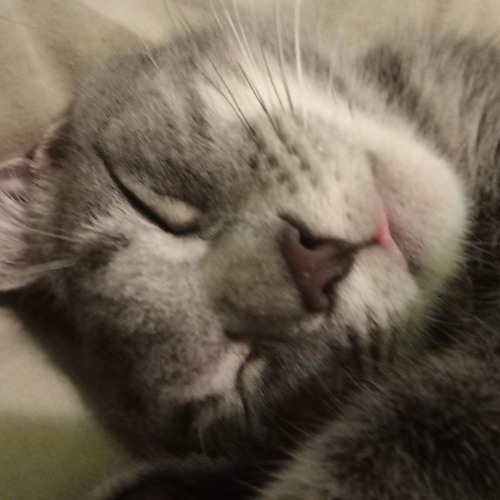 Mocha Petal - Austin Wintory