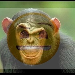 🐵🐒🐵🐒