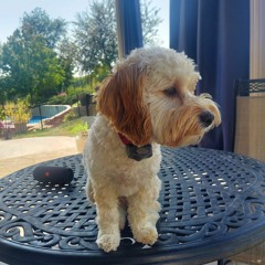 cozyCouchVibesV2.wav