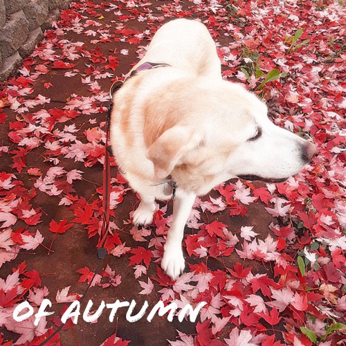 of Autumn