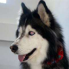 Volviendo a los inicios