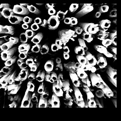 Septua G. -Quartet for Violin and Clarinets-