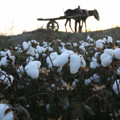 Cotton Fields