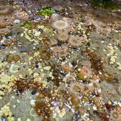 Scorpionfish - Beatenberg (cover)