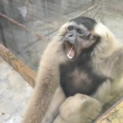 <---Sampled this Monkey