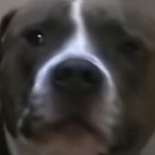 Fipo feat Inco - ICE-O-LATOR HASH (official Audio)