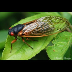 HK_Calm-&-Steady_tracks_245