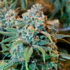 Direkteinbauen 175 BPM Hardtekk Remix