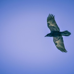 Crow Black Hair