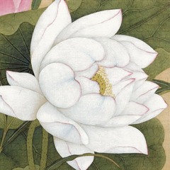 Lotus Gift of Elisa