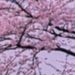CherryBlossom V2