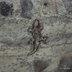 the bridge — dave phillips