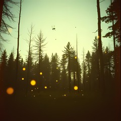 CANZONI DEL BOSCO - LE LUCCIOLE CANTANO  - RELEASE - Altair