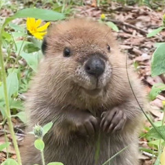 does a beaver eat cashews w sxm