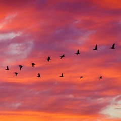Whenever Night Falls