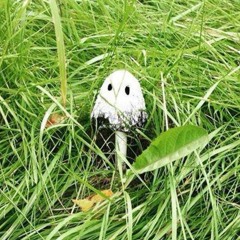 Episode 49 - Mushrooms