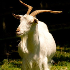 Septième épisode : Saint Pierre-Edouard, la malle, pas la malle ?