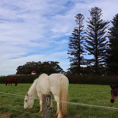 Horses Grazing & Birdsong (Preview)