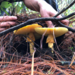 Debajo del Ocoxal alguien conversa 1a Parte