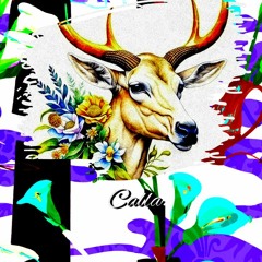 Calla