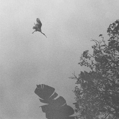 bellbirds of wapengo lake