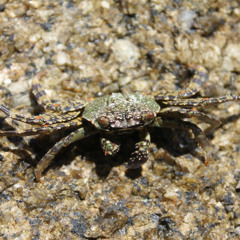 Track 2 (preserved bass)