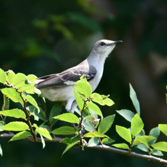 If I Was A Mockingbird draft