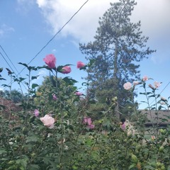 following a bee to a spiderweb between flowers.wav
