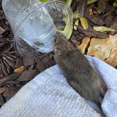 Song For a Chicken Named Jenny Cover