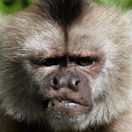 Genetically Modified Genocide Demo 11.5 No Drumline Yet