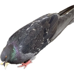 KNIGHTSBROOM🤐💧👑🔪🫨💞🪼🪼