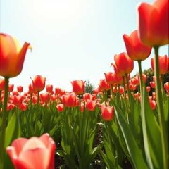 Whispers of Keukenhof