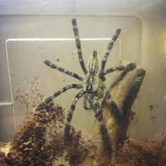 am i a trophy you'd rather leave at home?