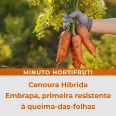Cenoura Híbrida Embrapa, primeira resistente à queima-das-folhas.