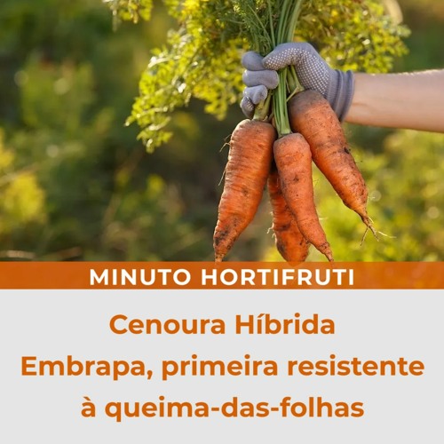 Cenoura Híbrida Embrapa, primeira resistente à queima-das-folhas.