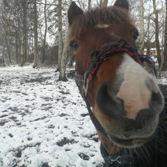 Tung Hest