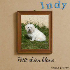 Petit chien blanc