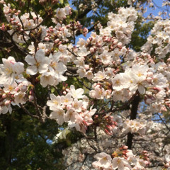 桜色スタートライン