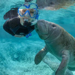 Best Snorkeling With Manatees In Florida Prices Reviews