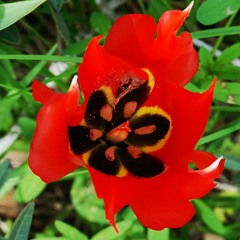 St. Pixie - I Am The Rose Of Sharon (and The Lily Of The Valleys)