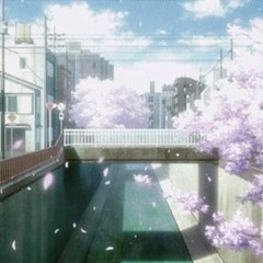 cherry blossoms