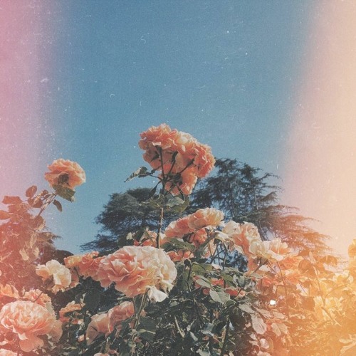 Stream Supermarket Flowers (cover) by Juliana Listen online for free