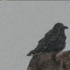 burd