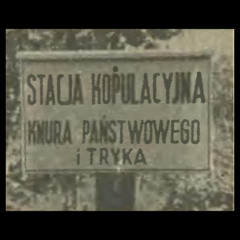 Pszenżyto - Stacja kopulacyjna knura panstwowego
