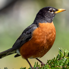 Birds with a subtle hint of Fallriver highway