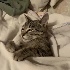 The Garden - AMPM Truck cover