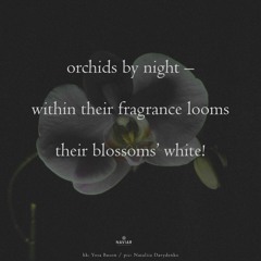 Orchids by night (naviarhaiku597)