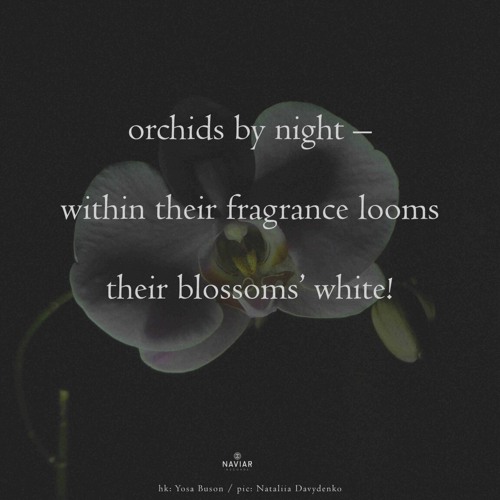 Orchids by night (naviarhaiku597)