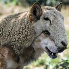 Think About This... Beware Of Wolves Among The Sheep - Audio Article