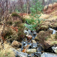 Sicut Cervus (2022) - Eleanor Dunnet